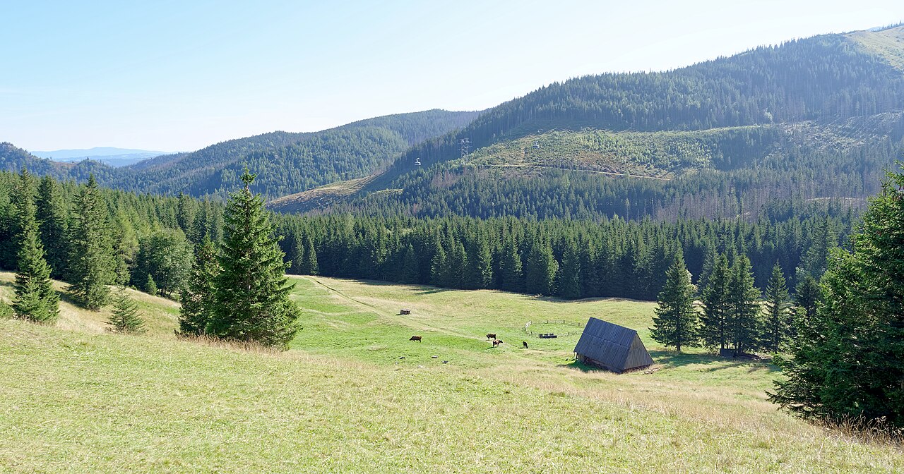 Kalatówki